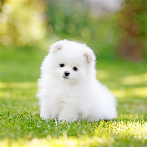 White Dogs Puppy