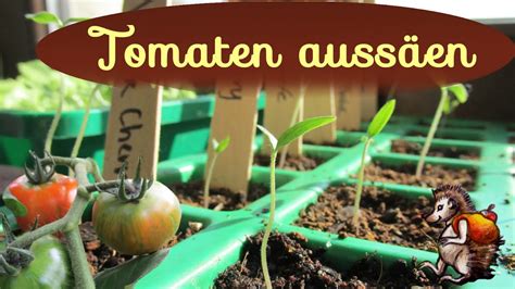 Tomaten aussäen Tomaten vorziehen Anzucht mit Tomatensamen YouTube