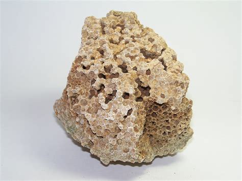 honeycomb coral fossil / favosite - Members Gallery - The Fossil Forum