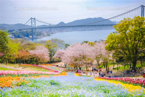 桜咲く春の日の山公園トルコチューリップ園から望む関門海峡 日本の写真素材 216114054 イメージマート