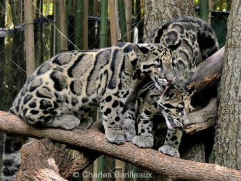 Clouded Leopard – International Society for Endangered Cats (ISEC) Canada