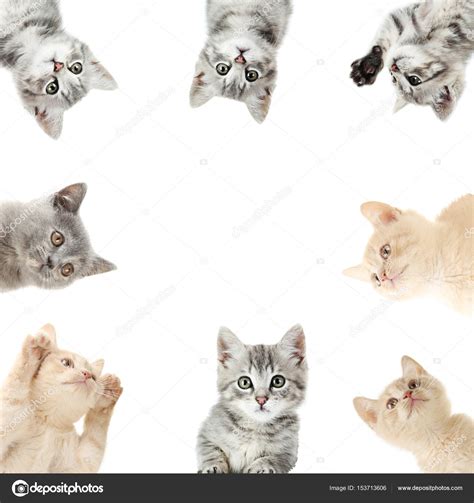 Collage Of Cute Kittens — Stock Photo © 5seconds 153713606