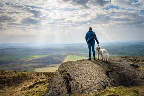 The 7 Stages of Grief: Essential Insights for Coping with Pet Loss ...