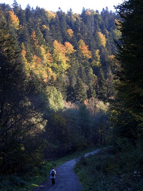 Bieszczady W Drodze Do Rezerwatu Sine Wiry Chryzogon Jasielski Flickr