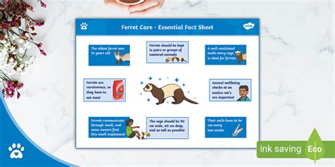 Ferret Care Essential Fact Sheet Pet Care Twinkl Pets