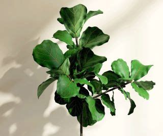 Fiddle leaf fig pruning: expert tips on how and why to do it | Homes & Gardens