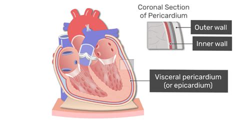 Pericardium Structure Function