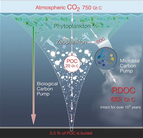 有机碳POC和DOC循环示意图 IMAGE EurekAlert Science News Releases