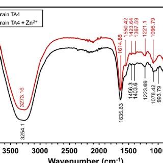 SEM Micrographs Of L Plantarum Strain TA4 Control Group Unexposed To