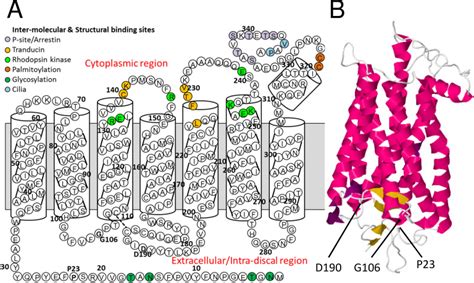 Rhodopsin structure. A: The position of each residue within a regional ...