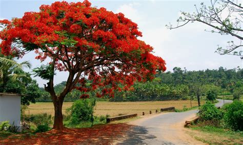 National festival of tree planting in India. | OUTLOOK