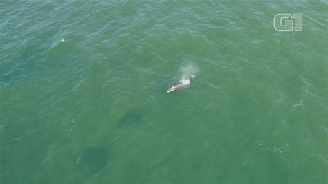 Golfinhos S O Vistos Na Orla Da Barra Da Tijuca Na Zona Oeste Do Rio