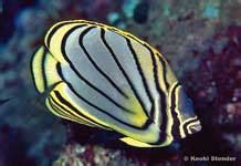 Saltwater Butterflyfish Tropicalfish Me