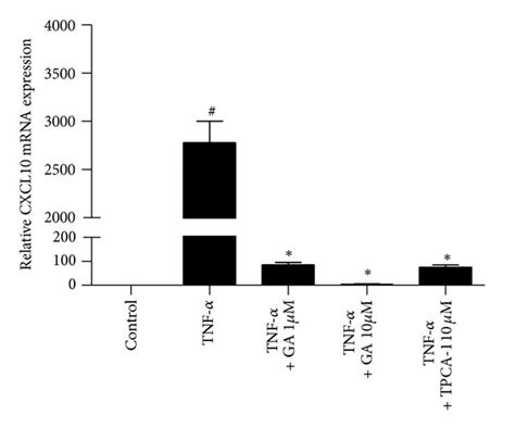 Treatment with galangin suppresses TNF α induced upregulation of MCP 1