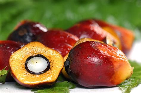 Pertumbuhan Bibit Kelapa Sawit Elaeis Guineensis Jacq Dengan