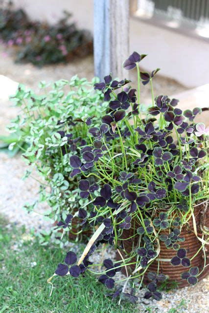 Black Clover Trifolium Repens Clovers The Outsiders Library Garden