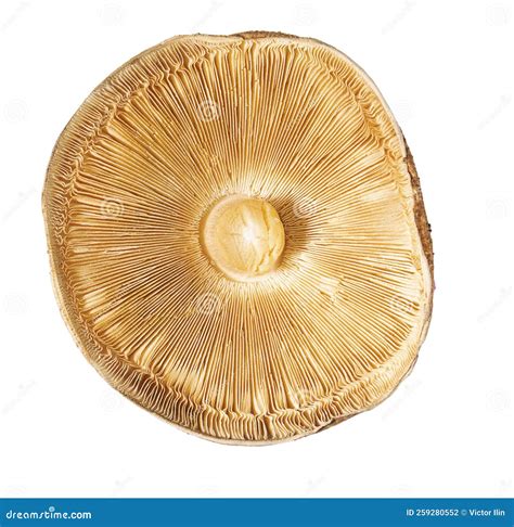 Mushroom Cap Autumn Champignon Bottom View Isolate On White Background