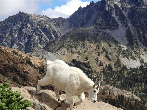 Mountain Goat Utah Mountain Goat Facts About Mountains Goats