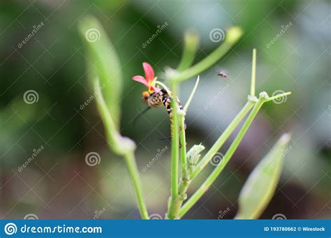 Tir De Focalisation S Lectif D Une Mouche Sur Une Plante Verte Photo