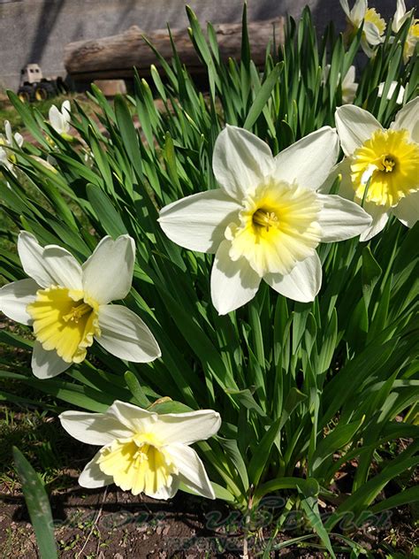 Нарцисс Айс Фоллис - Narcissus Ice Follies - фото - выращивание и уход ...