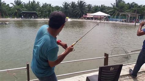 Kolam Pancing Air Masin Bakau De Baruh Tarikan Siakap Youtube