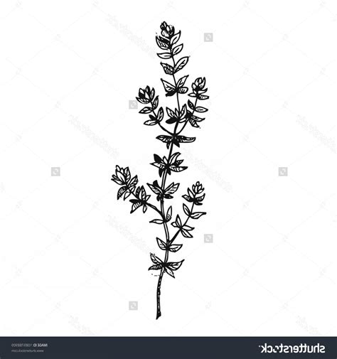 Thyme Vector at Vectorified.com | Collection of Thyme Vector free for