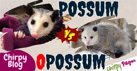 Possum Vs Opossum Decoding The Marsupial Mystery Chirpypages