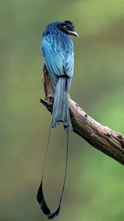 Greater Racket Tailed Drongo At Thattekad Kerala India Stock Image