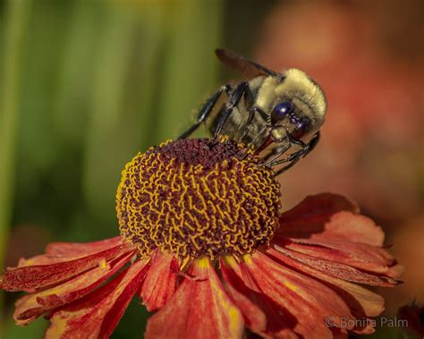 Bees Are A Buzzing Behance