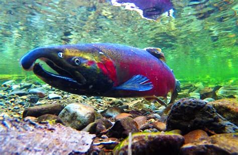 Coho Salmon - Description, Habitat, Image, Diet, and Interesting Facts