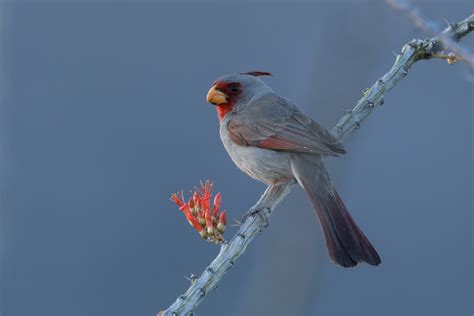 Pyrrhuloxia Male Hammerchewer Flickr