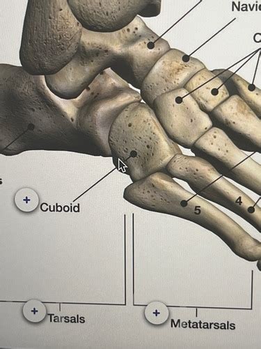 Osteology Of The Ankle Foot Flashcards Quizlet