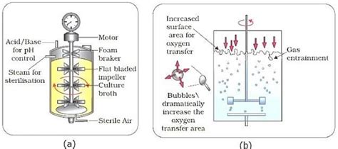 What Is A Bioreactor Used For Name A Commonly Used Bioreactor And Any