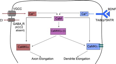 CaMKKCaMKI Signaling Pathways Differentially Control Axon And Dendrite