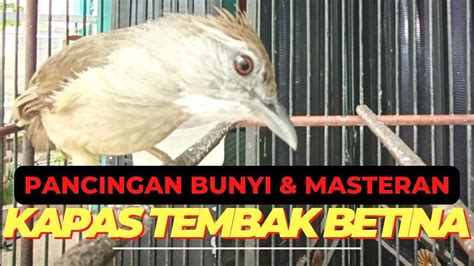 PANCINGAN BUNYI MASTERAN KAPAS TEMBAK GACOR SANTAI MUDAH DIINGAT