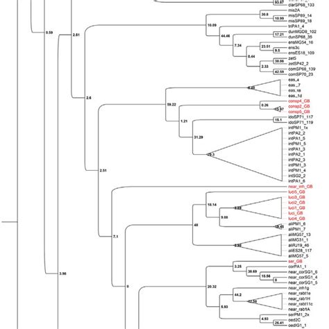 Maximum Likelihood Tree For The Coi Data Set Under Gtr Model For