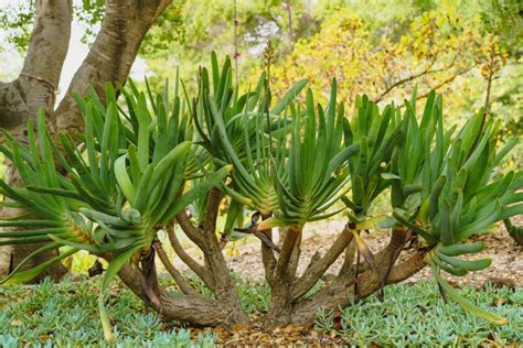 Spectacular Types Of Aloe Plants That You Can Grow