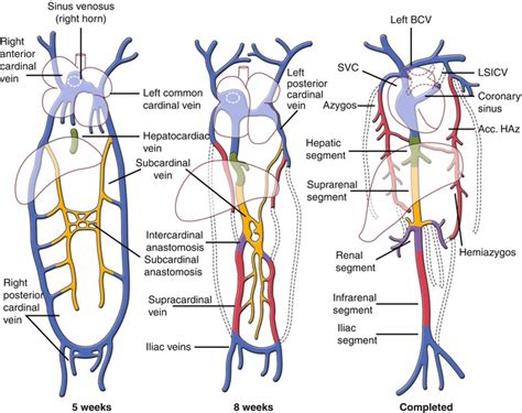 Where Innominate Vein Anatomy