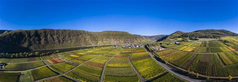 Germany Cochem Zell Biedern Vineyards Rueberberger Domhe