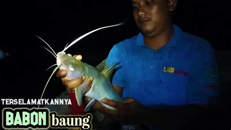 MANCING BAUNG SAAT MALAM HARI BABON SEMUA YANG KELUAR YouTube