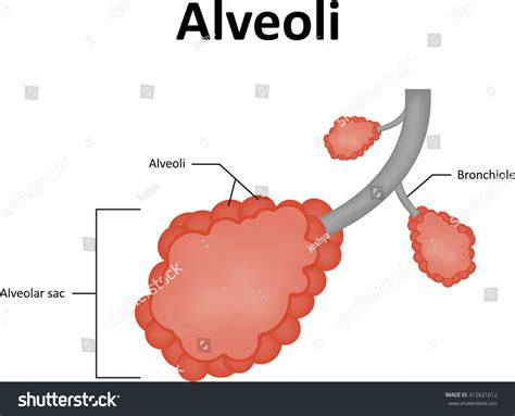 Alveoli Labelled Diagram Stock Vector Royalty Free 412621612