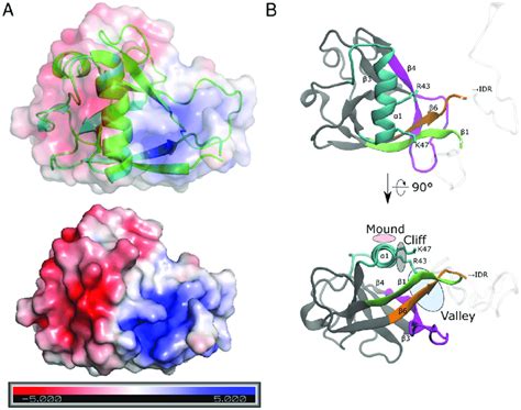 Binding Surface Of Nsp1 A Surface Electrostatic Potential Of The