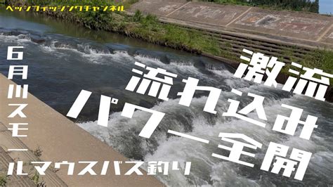 【バス釣り】6月川スモールマウスバス釣り『激流流れ込みパワー全開』【スモールマウスバス】 Youtube