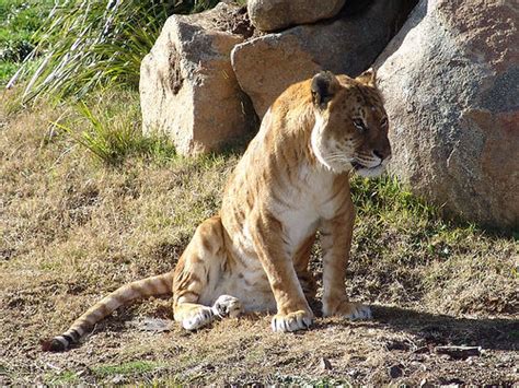 The Liger Meet The World Largest Cat