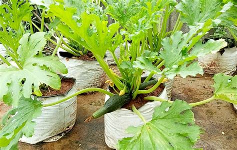 How To Grow Zucchini At Home From Seeds Zucchini Plants Growing