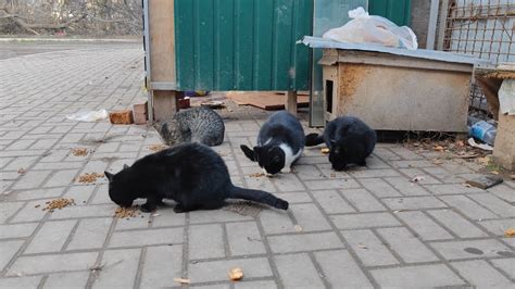 Streunende Katzen Und K Tzchen Warten Darauf Dass Ich Sie F Ttere