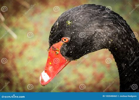 Cabeça Da Cisne Preta Gotas E Algas De água Foto de Stock Imagem