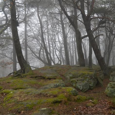 Wandern Pfälzer Rundwanderung mit Einkehr Hohe Loog Haus Tour 113854