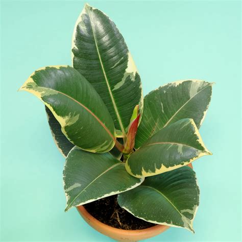 Rubber fig / Ficus elastica "Tineke"