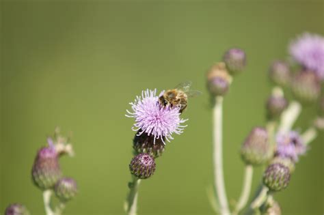 Kostenlose foto Natur blühen Fotografie Wiese Blume Blütenblatt